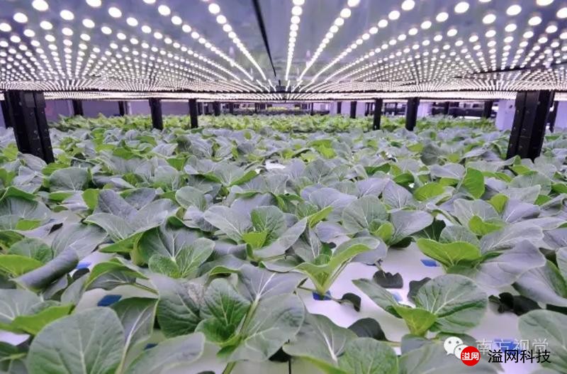 溢网植物工厂1.jpg